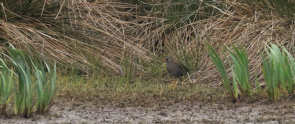 Spotted crake
